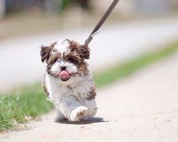 Yorkie shoo mixed breed Teddy bear